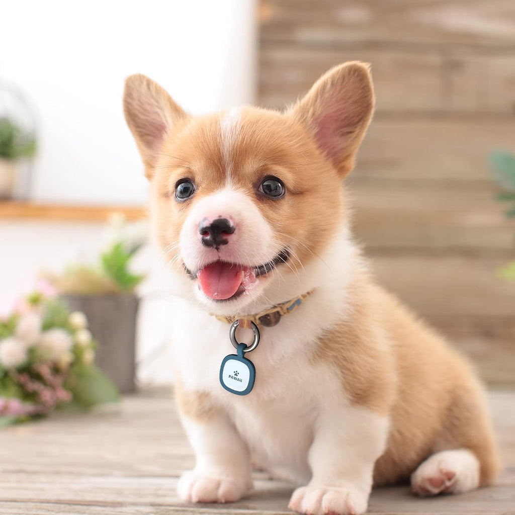 Safescan – Qr-Code Scannable Pet ID Tag